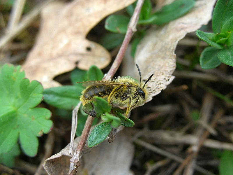 Apidae